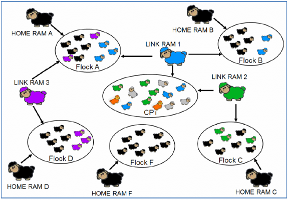 linkage-what-does-it-mean-sheep-ireland