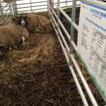Sheep Ireland at the Ploughing Championships 2018