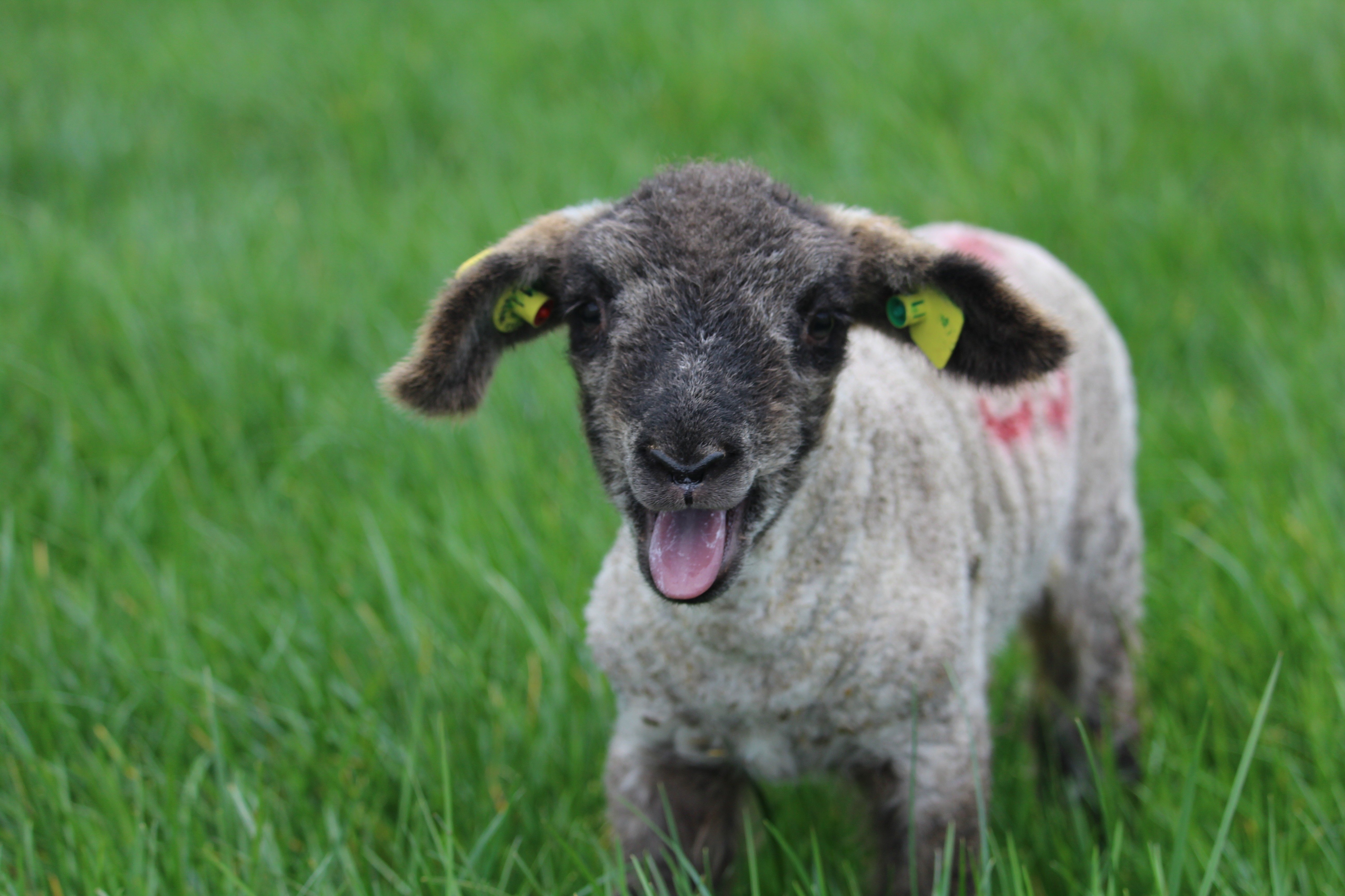 CPT Lambing Coming To A Close For 2022 Sheep Ireland