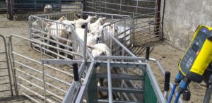 Read more about the article LambPlus flocks visits have recommenced!