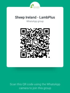 Read more about the article Join our LambPlus WhatsApp group