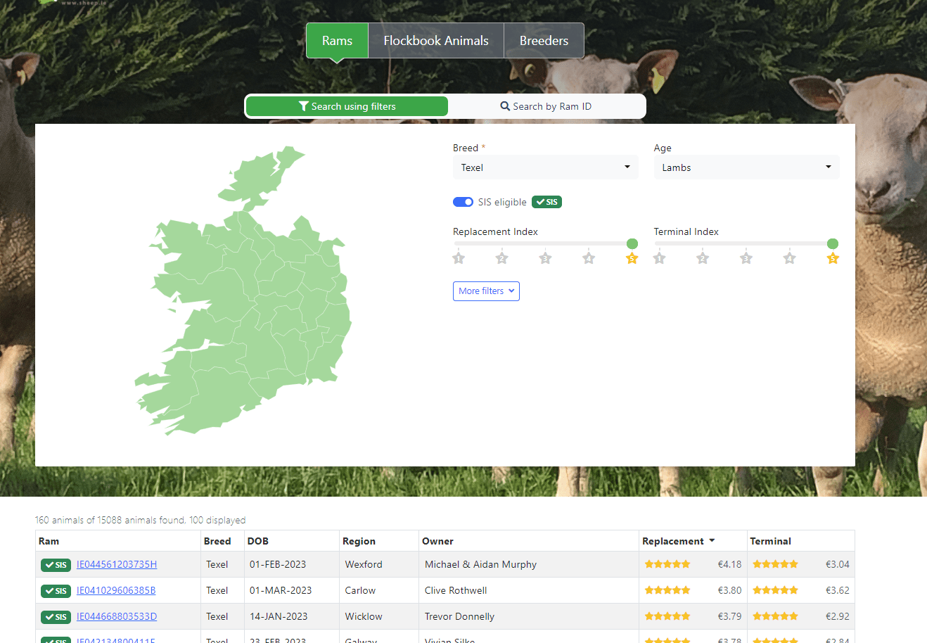 Looking for an SIS-eligible ram? Find it on our Ram Search - Sheep Ireland