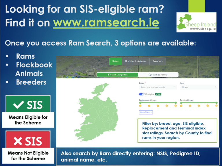 Looking For An Sis-eligible Ram? Find It On Our Ram Search - Sheep Ireland