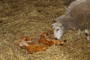 Read more about the article How to score Mothering-ability and Ewe Milk ?