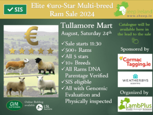 60 days countdown for the 2024 Elite €uroStar Multi-Breed Ram sale