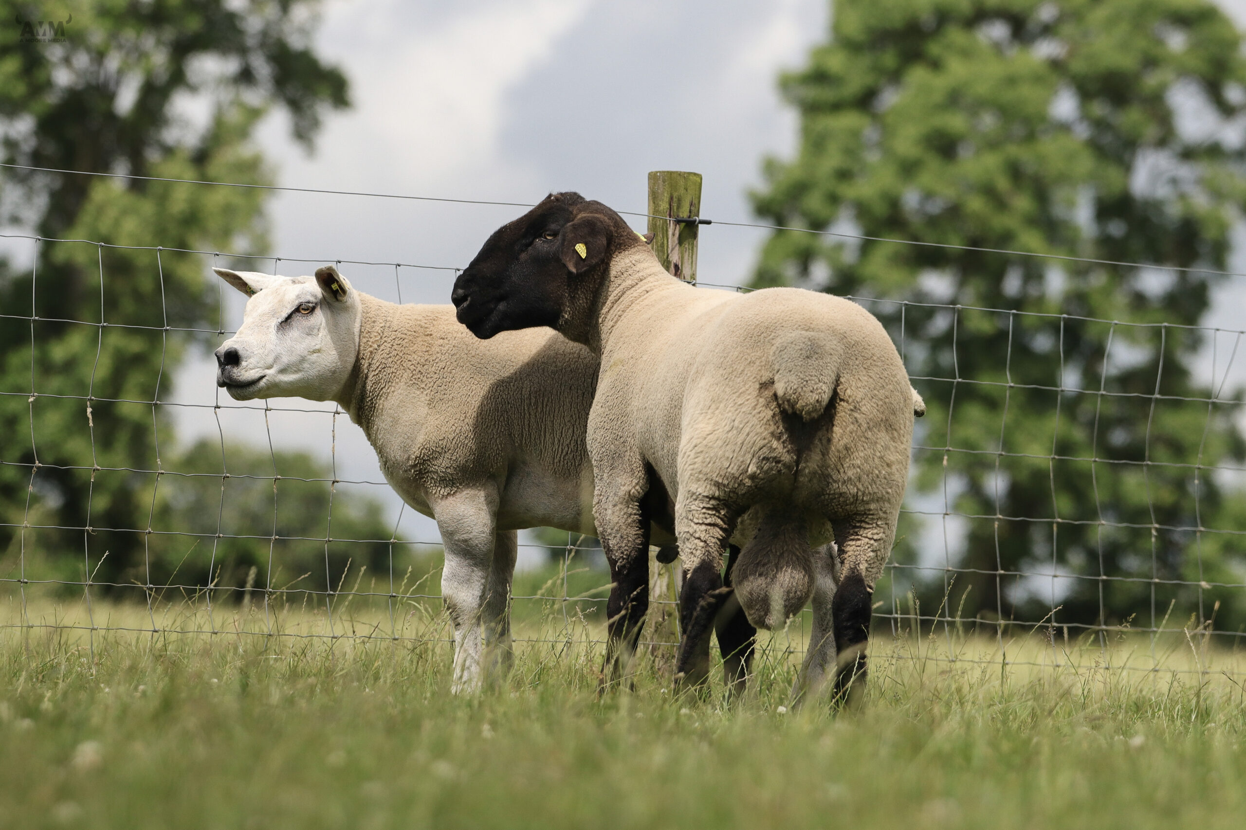 You are currently viewing How to use Sheep Ireland’s Inbreeding Checker when Purchasing Rams this Breeding Season