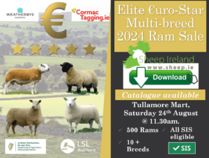 Read more about the article It’s on this Saturday, August 24th! – Elite Multi-Breed €urostar Ram Sale. Download the Catalogue.