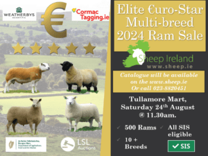 Read more about the article Provisional Catalogue: 2024 Elite €uro-Star Multi-Breed Ram Sale