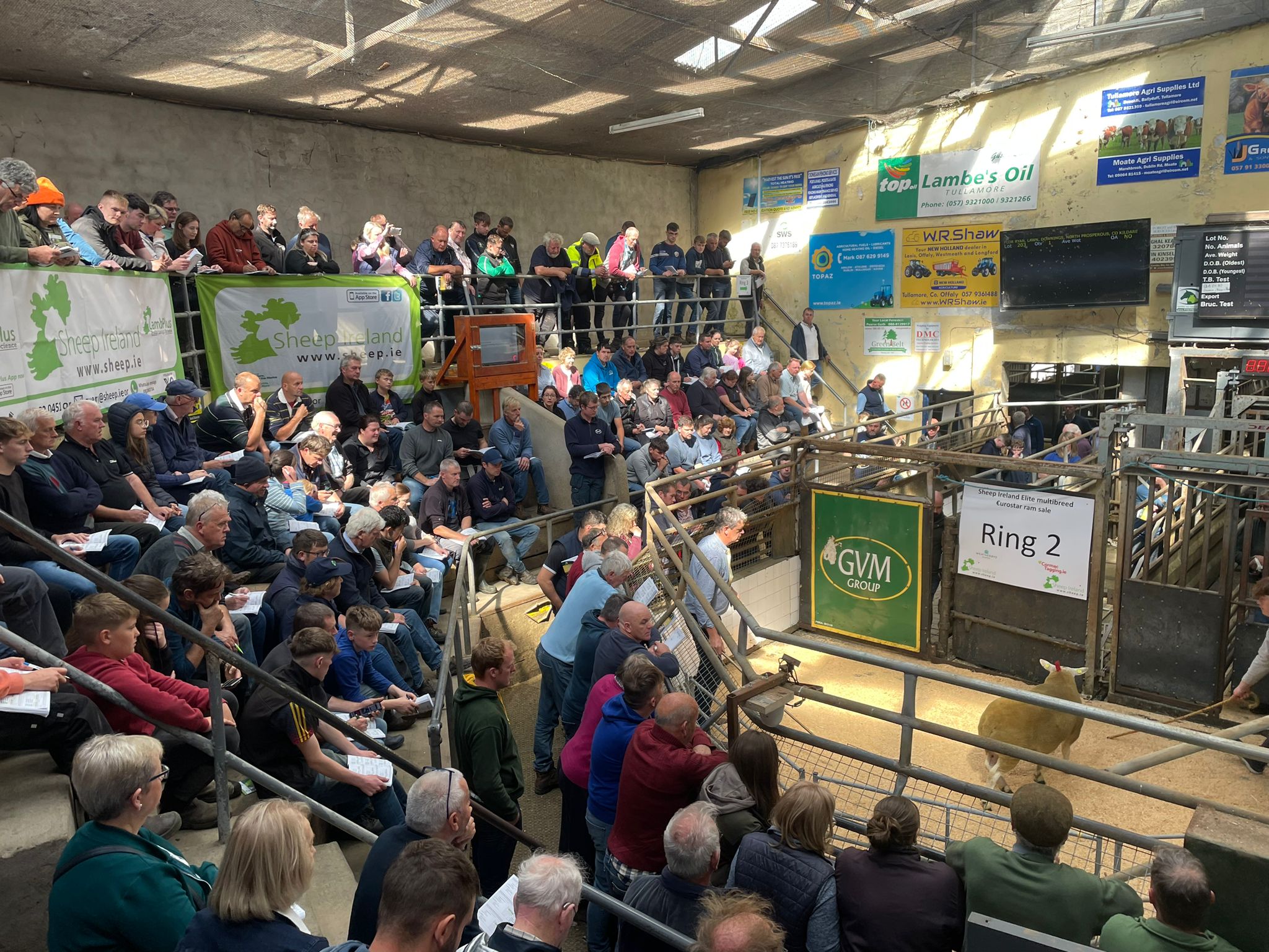 You are currently viewing Sheep Ireland’s €urostar Multibreed Sale Report 2024