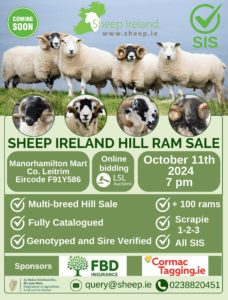 Sheep Ireland’s first Multi-breed Hill Ram sale 2024