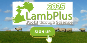 LambPlus programme 2025 is now open!