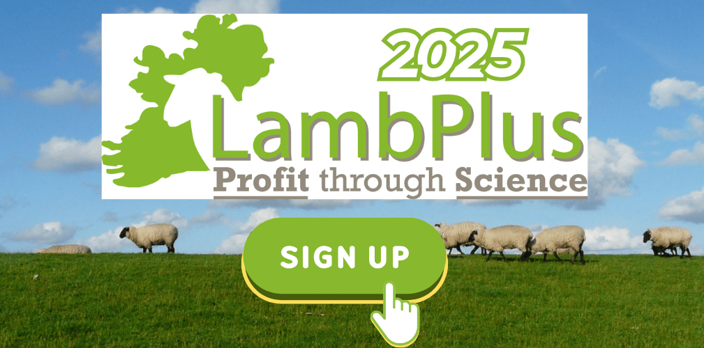 You are currently viewing LambPlus programme 2025 is now open!