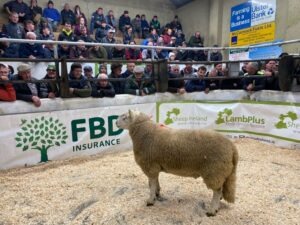 Sheep Irelands SIS Hill Sale Report 2024!