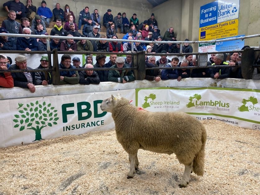 You are currently viewing Sheep Irelands SIS Hill Sale Report 2024!