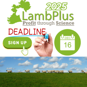 Read more about the article LambPlus 2025 signups close on December 16th!