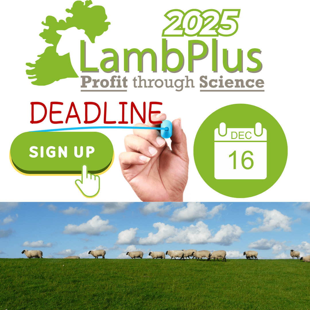 You are currently viewing LambPlus 2025 signups close on December 16th!