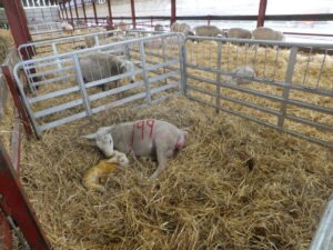 Read more about the article Recording Lambing Events & Lambs Information Online