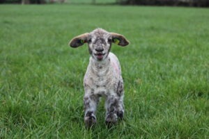 Recording Foster & Pet Lambs