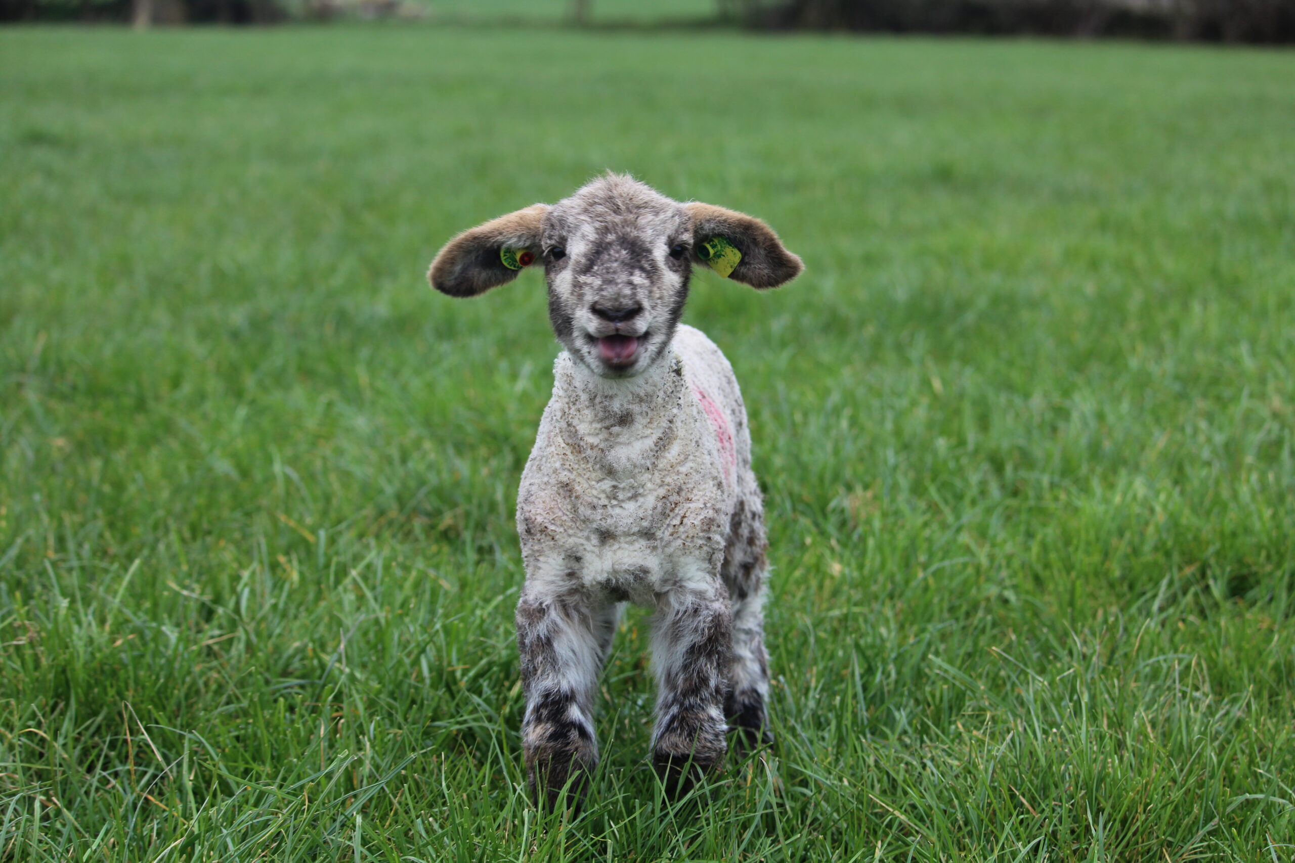 You are currently viewing Recording Foster & Pet Lambs