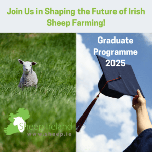 Read more about the article Sheep Ireland Graduate Programme 2025